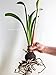 Easy to Grow Amaryllis Bogota - 1 Plant Bulb, Red Exotic Cybister Flowers Indoor Holiday or Spring Outdoor