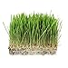 1 Lb Bag Organic Rye Grain Seeds - Rye Seed for Sprouting Rye Berries, Rye Seeds for Organic Rye Flour, Rye Meal, Rye Pasta, Marble Rye Bread, Rye Grain Berries, Cracked Rye Berries, and Rye Grass