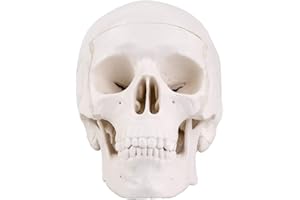 RONTEN Mini Skull Model, Human Anatomy Skull Model, Small Size 3 Part Anatomical Skull Model with Removable Skull Cap and Moving Jaw, Full Set of Teeth, 3.8x3x3.8in