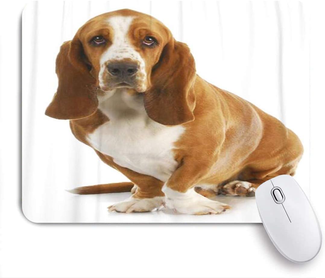 basset hound sitting