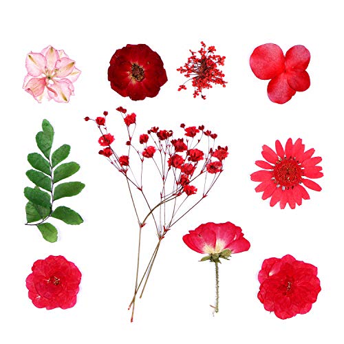 Aunifun Real Dried Pressed Flowers Assorted Colorful Daisies for Art Craft DIY Silicone Coaster Resin Molds
