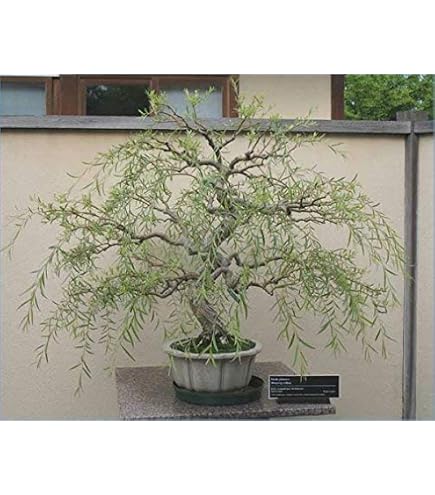 Amazon.com: Quaking Aspen Bonsai Tree Cutting to Grow - Easy to Grow Indoor  or Outdoor Bonsai Plants - Made in USA : Grocery & Gourmet Food