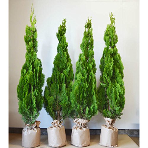 即日出荷 送料無料 自信の自家生産 コニファー エレガンテシマ 約1cm 4本セット 生垣 目隠し にオススメ 植木 苗木 B075fp7hzj 早割クーポン Autoplus Com Tn