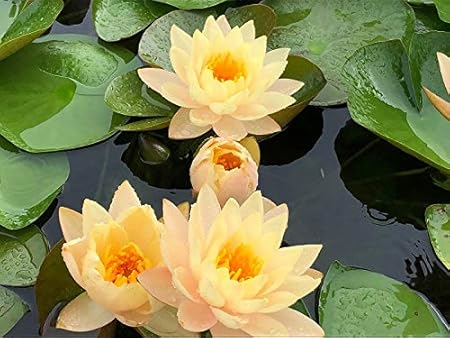 Qulista Samenhaus - 10 Stück Asien Seerose Nymphaea Lotusblume Blumensamen Mangroven & Teich winterhart mehrjährig