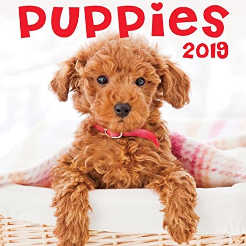 Puppies 2019 Wall Calendar