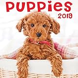 Puppies 2019 Wall Calendar by 