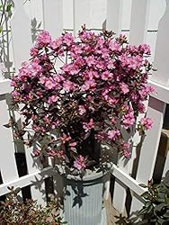 Rhododendron X 'Midnight