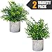 Modern Farmhouse Decor Small Fake Plants (2 Piece Plant Decor 9