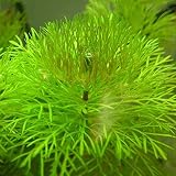 super1798 1000Pcs Mixed Grass Seeds Aquarium Tank Decor Water Green Plant Seed