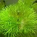 super1798 1000Pcs Mixed Grass Seeds Aquarium Tank Decor Water Green Plant Seed primary