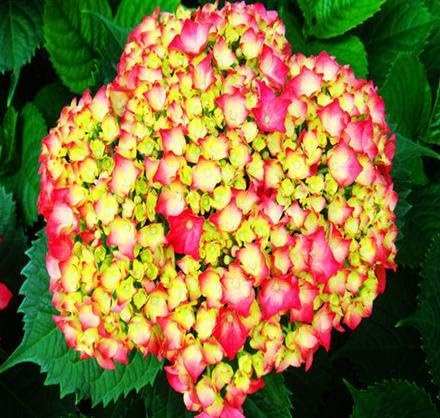 Amazon 3geraniumイエロー 50個ゼラニウムの花の種アジサイの花の種子ホームガーデン常緑植物盆栽 花