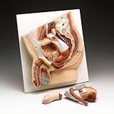 Male Pelvis Anatomical Cross-Section Model