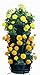Mr. Stacky 1305-HG 5-Tier Stackable Strawberry, Herb, Flower, Vegetable Planter – Vertical Gardening Indoor/Outdoor Stacking Garden Potsthumb 2