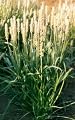 Psyllium Seed Blond Powder - Plantago ovata (454g = One Pound) Brand: Herbies Herbs