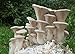 King Oyster Mushroom (Pleurotus eryngii) Mycelium Dried Seeds Spawn Royal Oyster Mushroom Spores (1 oz) by Don Porcini
