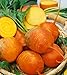 David's Garden Seeds Beet Golden Detroit SL0091 (Gold) 200 Heirloom Seeds