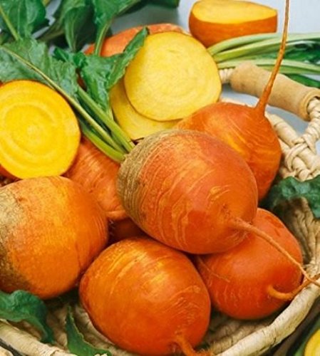 David's Garden Seeds Beet Golden Detroit SL0091 (Gold) 200 Heirloom Seeds David's Garden Seeds Beet Golden Detroit SL0091 (Gold) 200 Heirloom Seeds