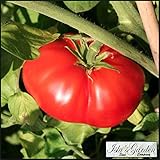 Beefsteak Tomato Seeds, 300+ Premium Heirloom Organic Seeds, Gardeners Choice & On Sale, (Isla's Garden Seeds), Non Gmo Organic, 85% Germination Rates, Highest Quality Seeds, 100% Pure