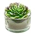 Assortment of 4 Mini Green Desert Succulent Plants Shaped Candles/Tea Lights Table/Mantle Decorations