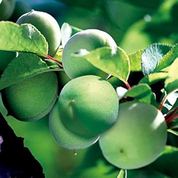 Amazon 梅 ウメ 苗木 豊後 ぶんご 果物