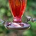 Perky Pet 8133-2 Daisy Vase Vintage Glass Hummingbird Feeder