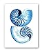 Blue Seashells Decor Art Prints Set of 6 unframed Beach Coastal Decor Wall Art