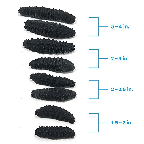 SB Organics Black Pin Large - Wild Caught Sea Cucumber Dried All Natural Nutritious - 8 oz.