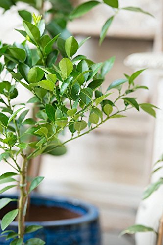 Calamondin Orange Tree, Mandarin Kumquat Hybrid Citrus (Excludes: CA,TX,LA,AZ) - Thumbnail 2