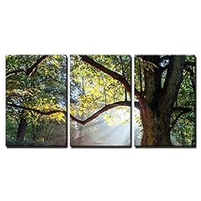 3 Piece Canvas Wall Art - Mighty Oak Tree - Modern Home Art Stretched and Framed Ready to Hang - 16"x24"x3 Panels