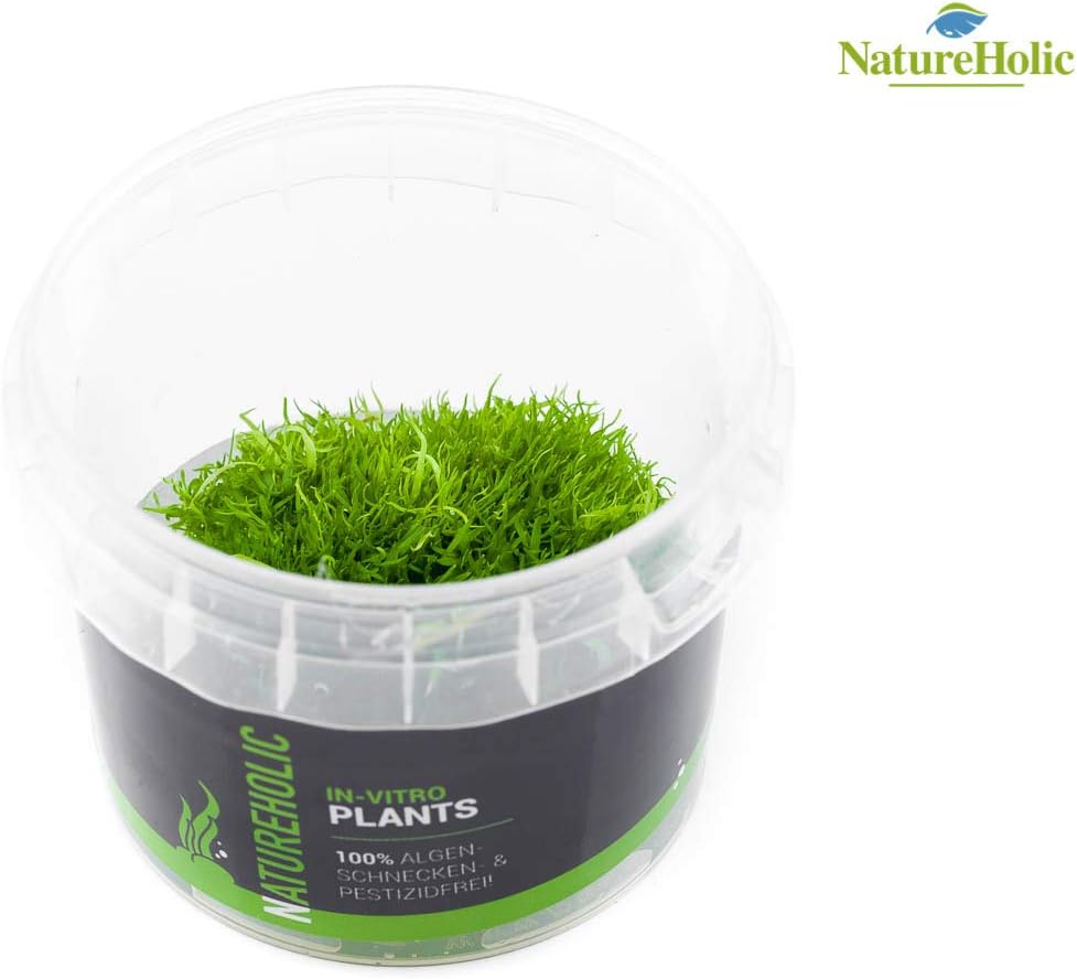 NatureHolic InVitro Grass Leaf Water Hose/Utricularia Graminifolia Aquarium Plant