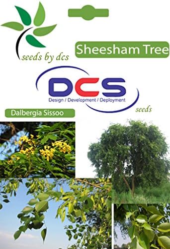 DCS Sheesham Seeds (White)