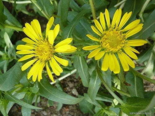 Grindelia, Grindelia robusta, asteracea, Organic, 30 Seeds per Pack, GMO Free