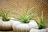9GreenBox - Air Plant Tillandsia Bromeliads 3 Gift Set with Sea Urchin Holiday