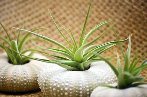 9GreenBox - Air Plant Tillandsia Bromeliads 3 Gift Set with Sea Urchin Holiday 9GreenBox - Air Plant Tillandsia Bromeliads 3 Gift Set with Sea Urchin Holiday