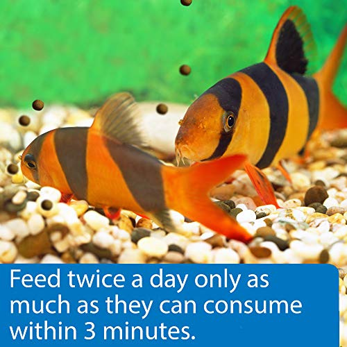 Api Bottom Feeder Shrimp Pellets Fish Food Container 232 G Buy