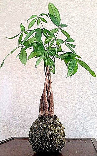 Japanese Bonsai Money Tree Kokedama String Garden House Plant Moss |  Desertcart Guyana