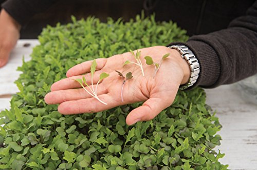 Microgreens Seeds Kit – 100% Non GMO - Broccoli, Radish, Peas, Spicy and Mild Mix for planting and sprouting indoor