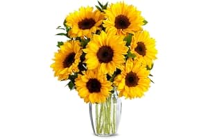 From You Flowers - Stunning Sunflowers with Glass Vase | Fresh Flower Bouquets for Birthday, Anniversary, Get Well or Celebration