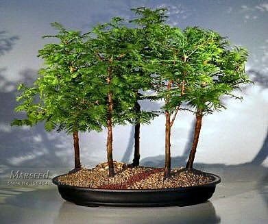 50 Pcs Dawn Redwood Forest Bonsai Seeds Bonsai Tree Metasequoia Glyptostroboides Grow Your Own Bonsai Tree Amazon Co Uk Kitchen Home