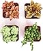 Shop Succulents | Portland Collection of Assorted Live Succulent Plants, Hand Selected Variety Pack of Mini Succulents in Moody Color Palette | Collection of 4
