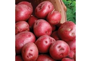 TomorrowSeeds - Red Pontiac Seed Potatoes - 2 Pounds - for 2025 Planting Seeds Certified for Growers Short Tuber Red Skin Potato Growing Home Farm Sustainable Healthy Vegetable