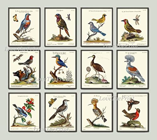 Bird Print Set of 12 Art Prints Antique Beautiful Blue Red Yellow Birds Parrot Butterfly Dragonfly Flowers Tree Branch Green Leaves Home Room Decor Wall Unframed CTB