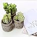 MyGift Set of 3 Realistic Artificial Green Succulent Plants in Rustic Gray Round Mason Jar Style Planter Pots