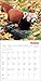 Red Pandas Wall Calendar