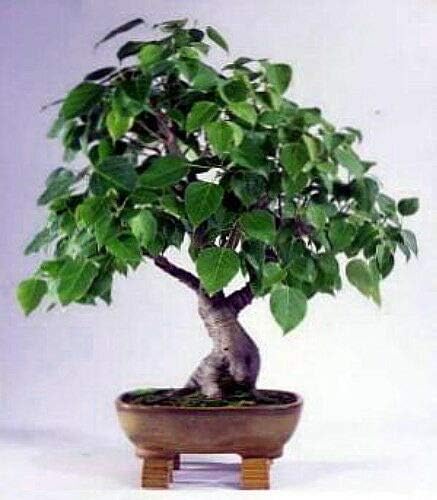 Sacred Buddha Fig Tree 10 Seeds Or Seed Ficus religiosa RND-0787