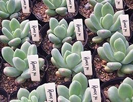 Aplus Etiquetas Gruesas para Plantas y Hierbas, 200 Unidades ...