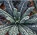 ORGANIC HEIRLOOM KALE (BRASSICA ALERACEA) “LACINATO” ONE OF THE MOST TENDER VARIETIES LARGE VIGOROUS AND COLD HEARTY APPROX 251 SEEDS