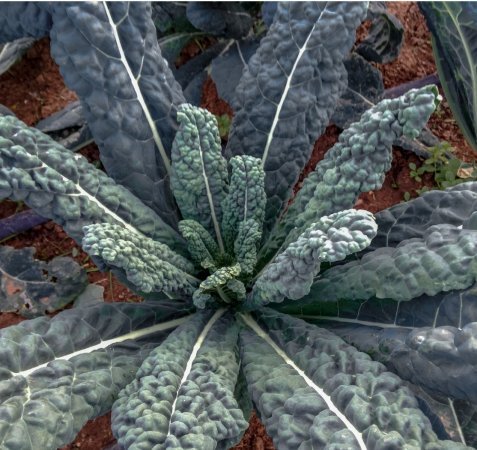 ORGANIC HEIRLOOM KALE (BRASSICA ALERACEA) “LACINATO” ONE OF THE MOST TENDER VARIETIES LARGE VIGOROUS AND COLD HEARTY APPROX 251 SEEDS ORGANIC HEIRLOOM KALE (BRASSICA ALERACEA) “LACINATO” ONE OF THE MOST TENDER VARIETIES LARGE VIGOROUS AND COLD HEARTY APPROX 251 SEEDS