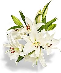 Designers Choice Floral, Assorted Oriental Lily Bunch, 3 Stem