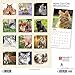 Maine Coon Cats 2020 Calendar